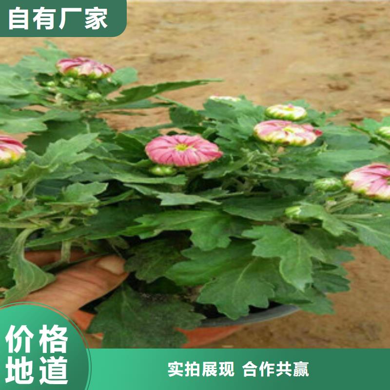 口碑好的花海设计公司