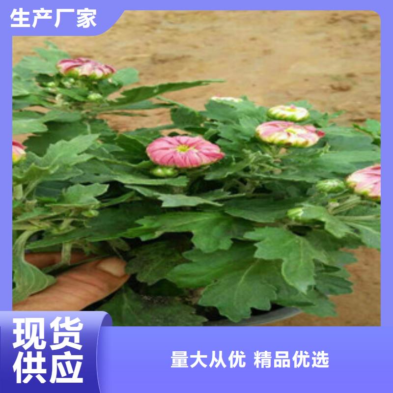花海设计优质厂家