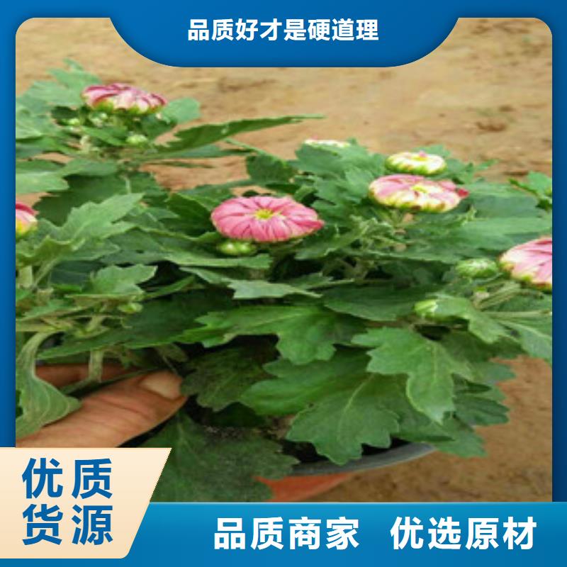 生产花海设计的供货商