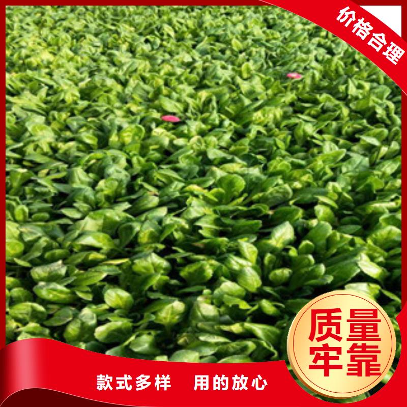 质量优的花海设计生产厂家