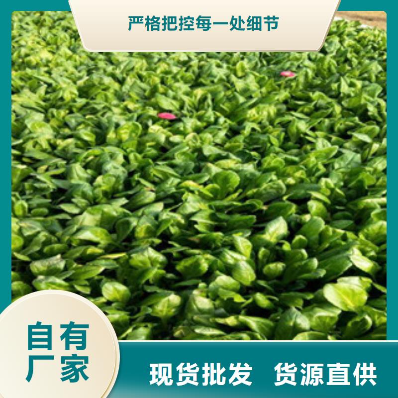 库存充足的花海设计公司