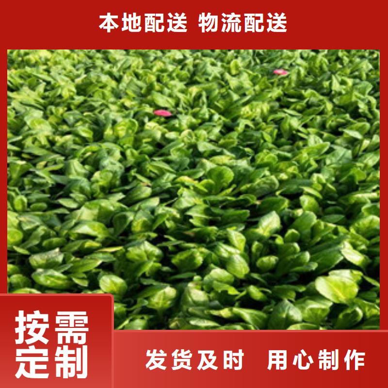 现货供应花海设计的厂家