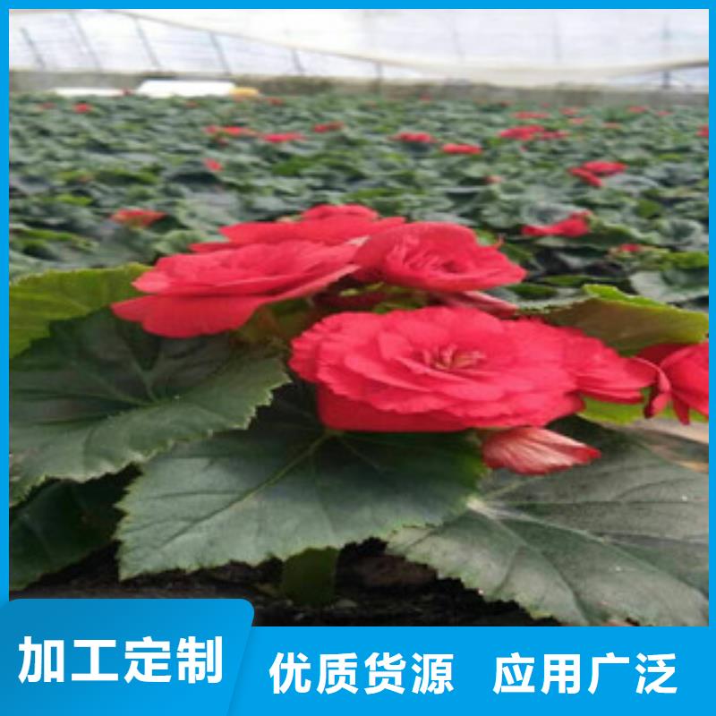 厂家主打产品花海设计欢迎询价