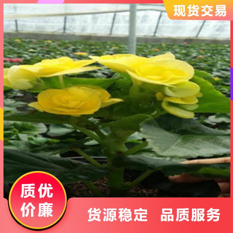 花海设计便宜批发