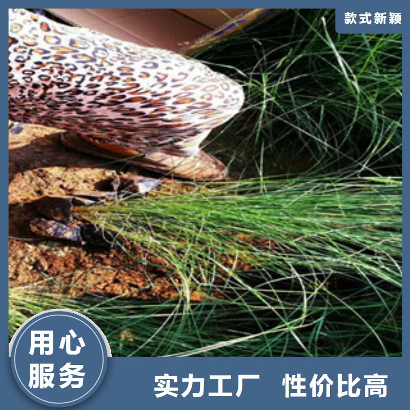 #花海设计#欢迎访问