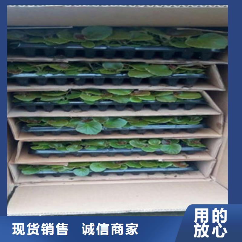 花海设计-质量不用愁