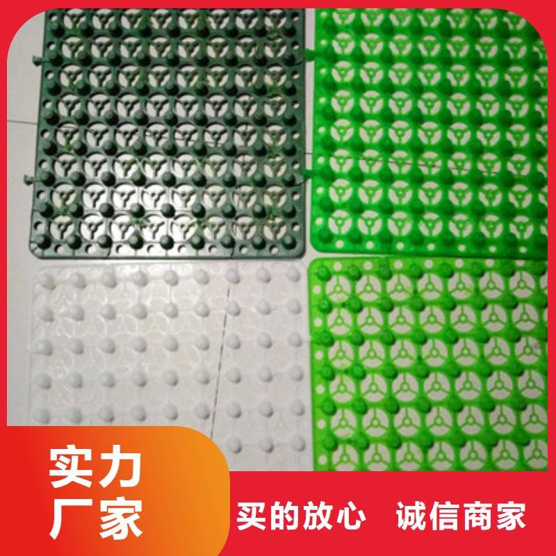 塑料排水板-超低价格