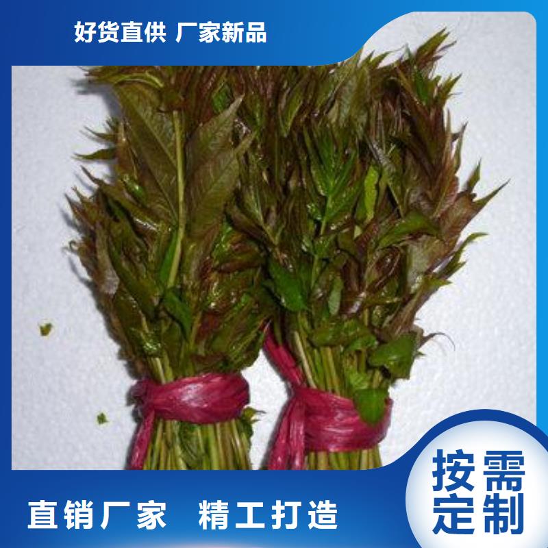 香椿苗公司地址