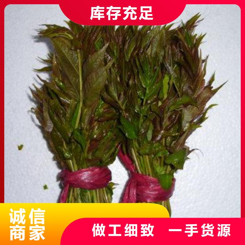 香椿苗口碑评价