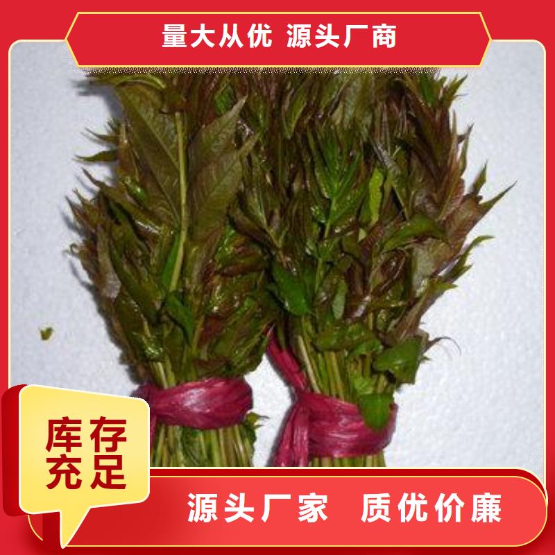 香椿苗优选厂商
