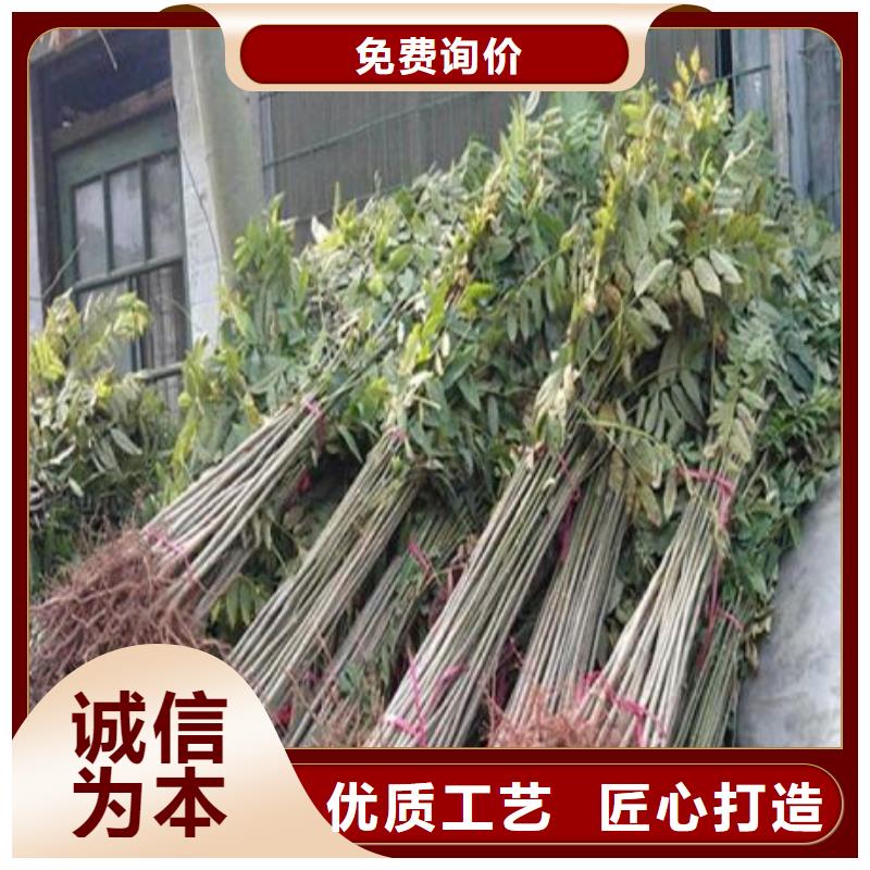厂家定制香椿苗