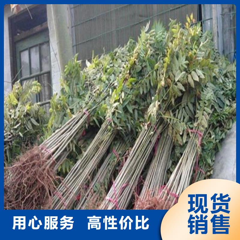 香椿苗真货源