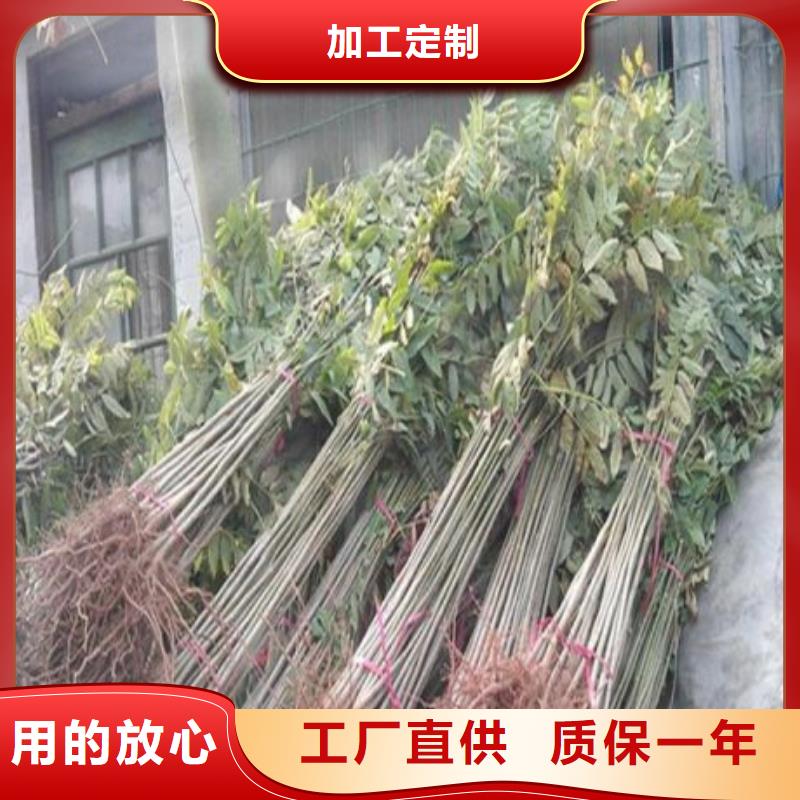 香椿苗优选厂商