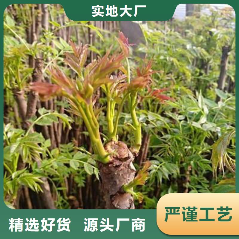 香椿苗支持定制