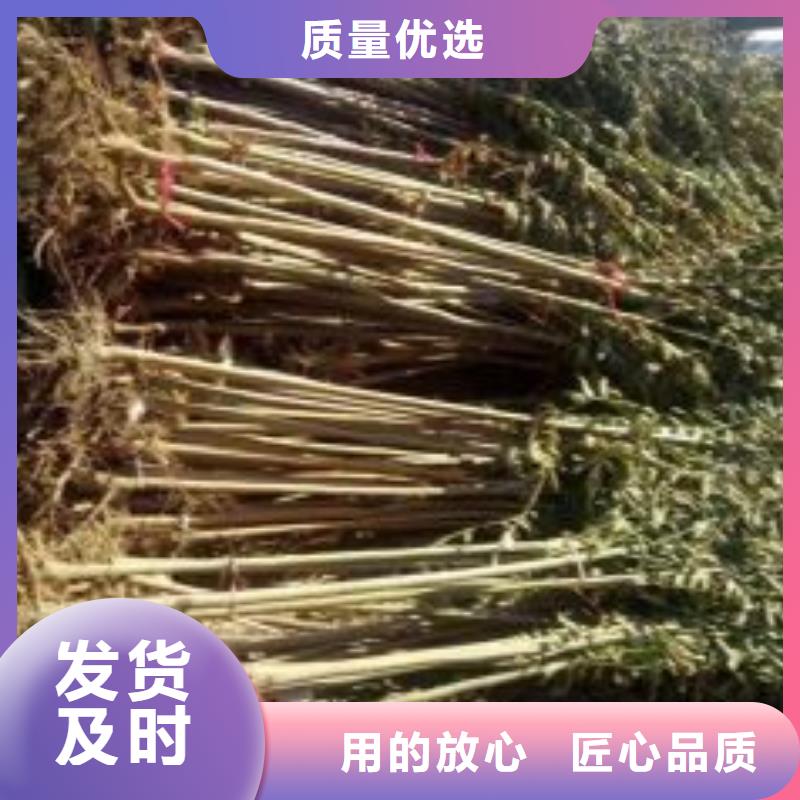 发货速度快的香椿苗销售厂家