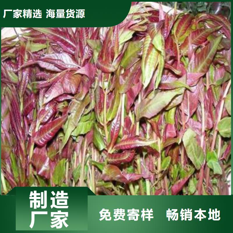 香椿苗真货源