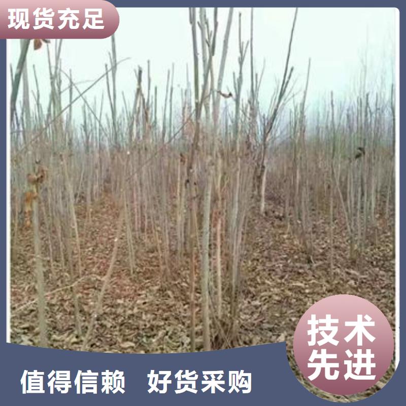 香椿苗-香椿苗品牌厂家