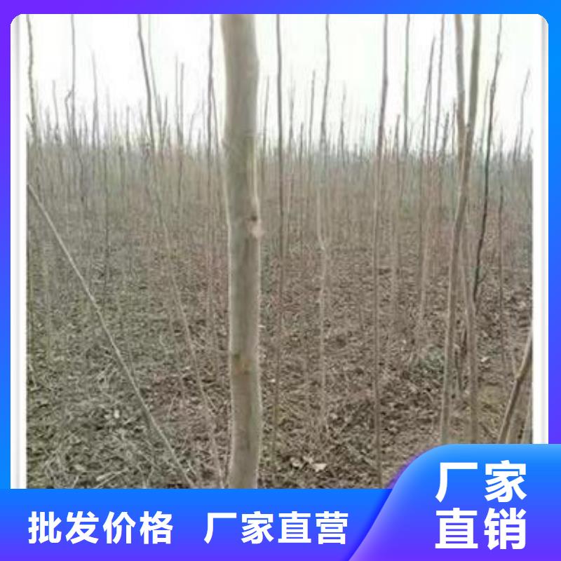 #香椿苗#供应商