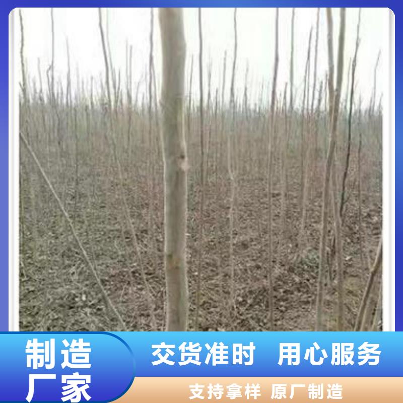 专业销售香椿苗-口碑好