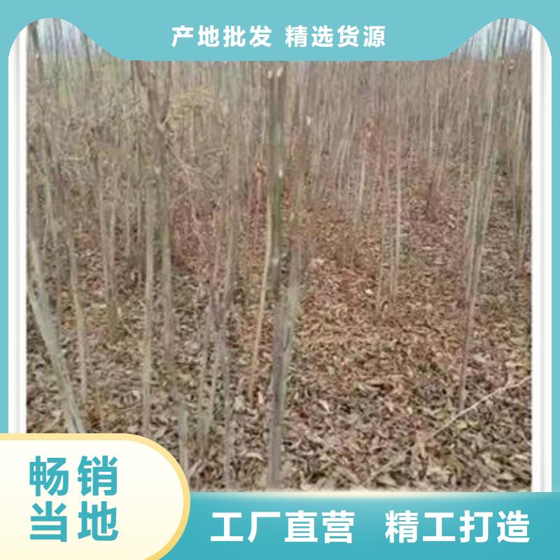 香椿苗质量上乘