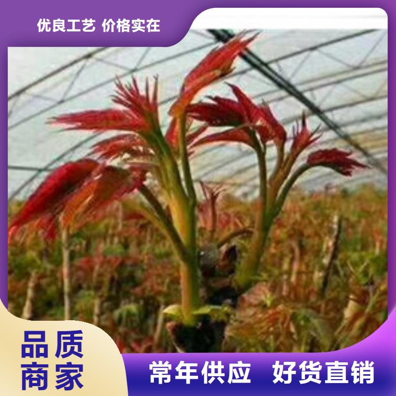 ##香椿苗厂家