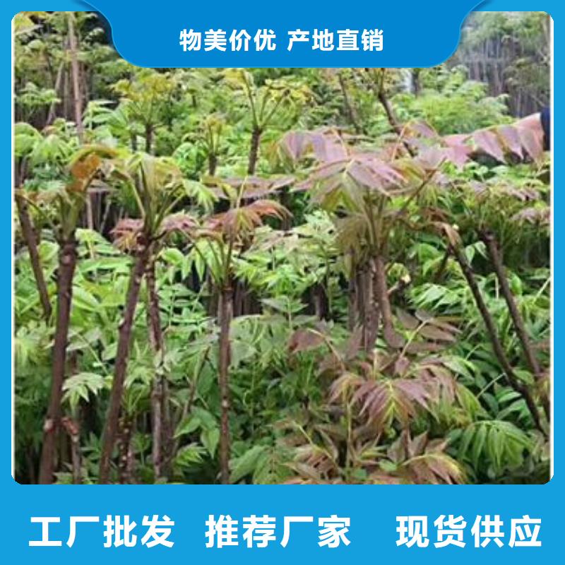 香椿苗优选厂商
