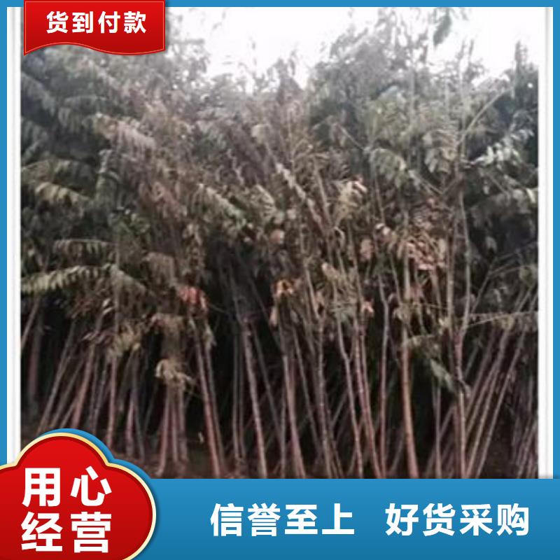 香椿苗-香椿苗品牌厂家