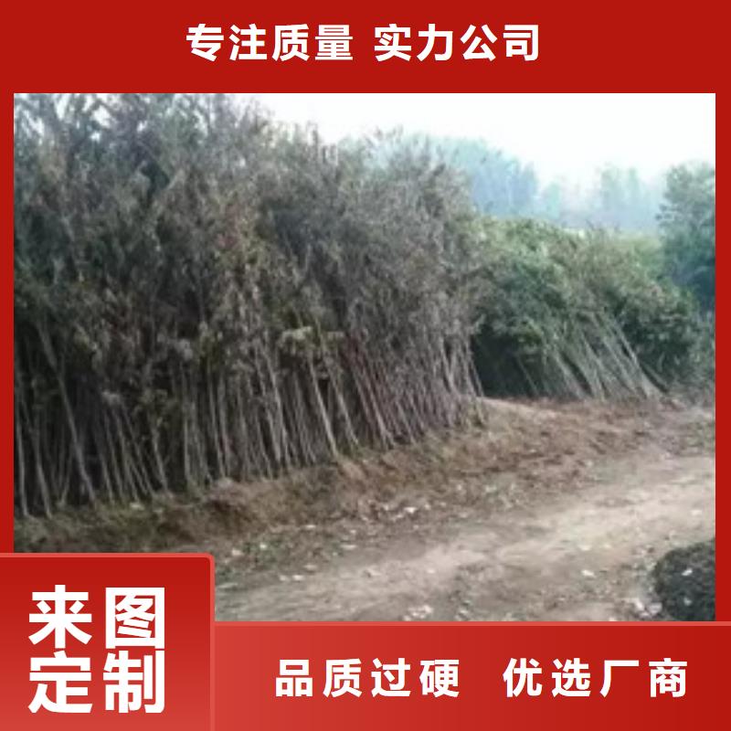 香椿苗质量上乘