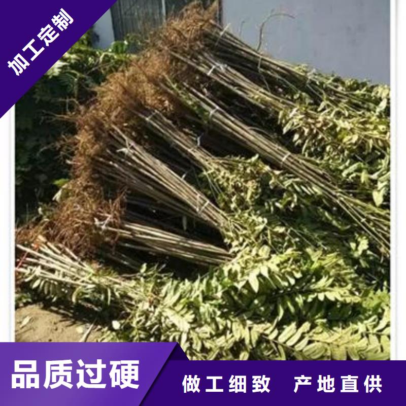 ##香椿苗厂家
