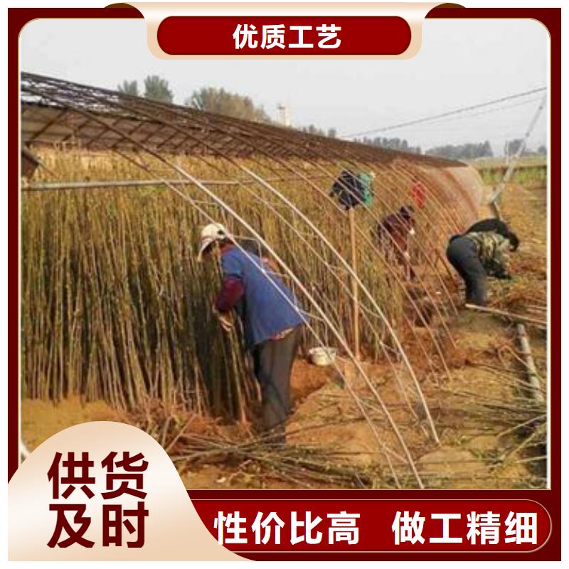 专业销售香椿苗-口碑好