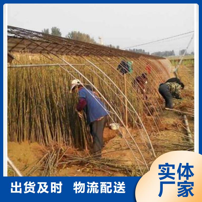 香椿苗支持定制