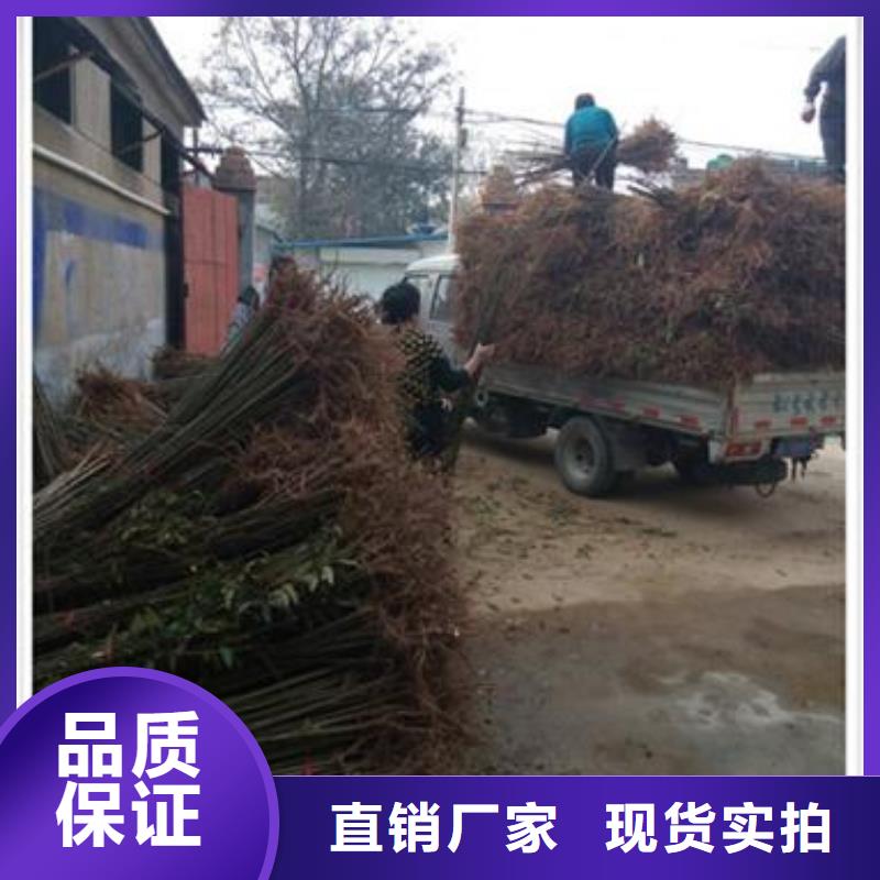 香椿苗免费拿样