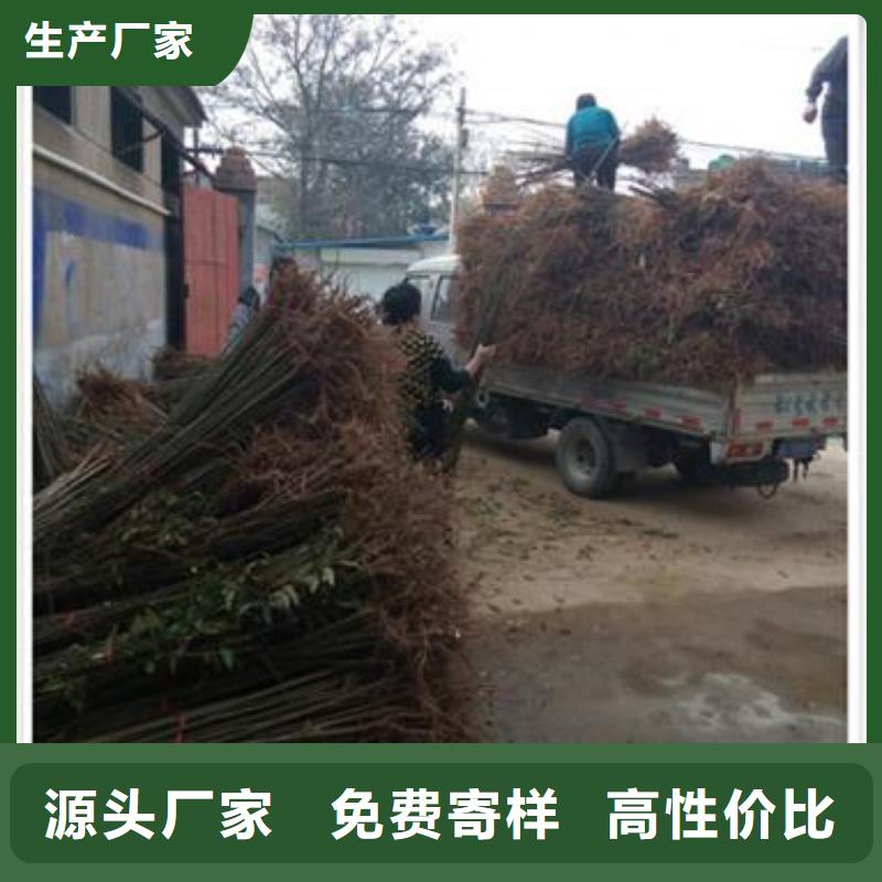 香椿苗质量上乘