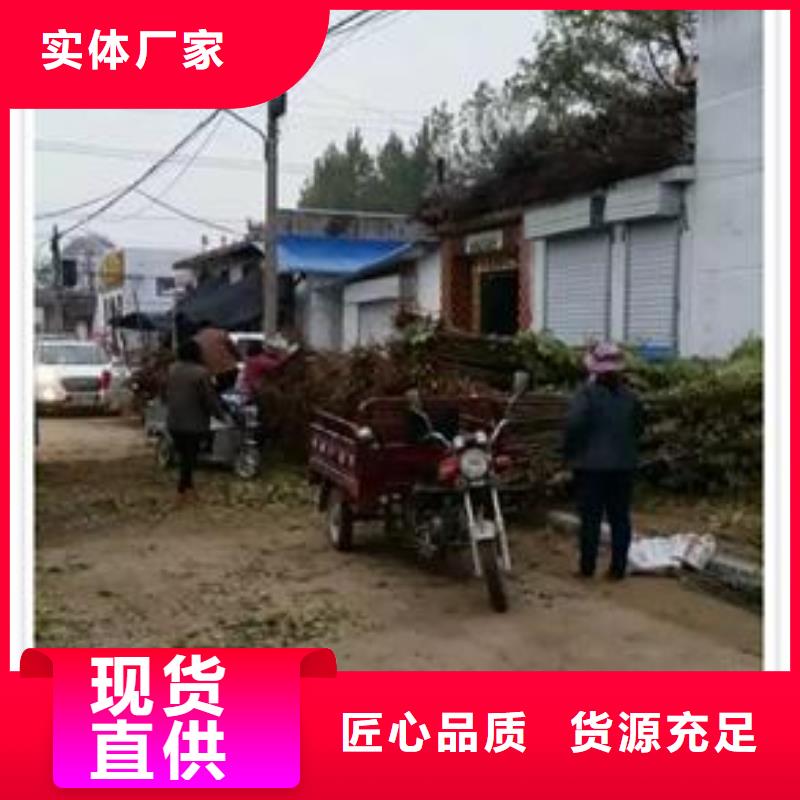 香椿苗支持定制