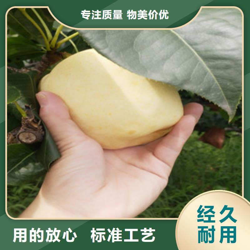 优质梨树苗供应商