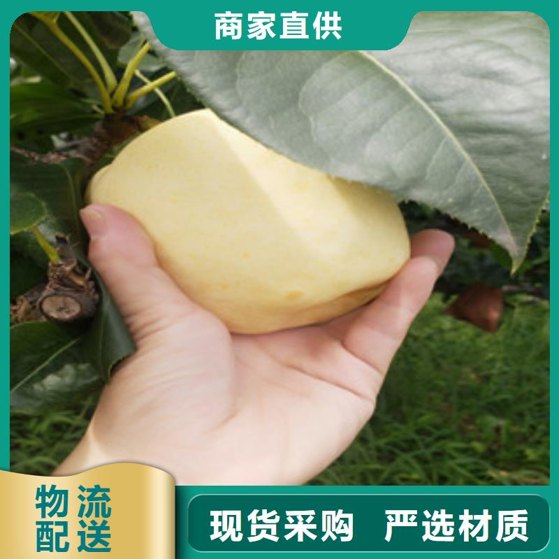 质量可靠的梨树苗供货商