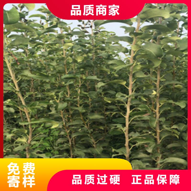 优质梨树苗的公司