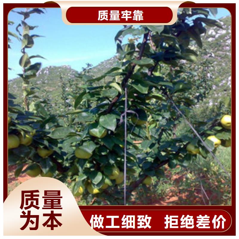 杜梨树苗12公分