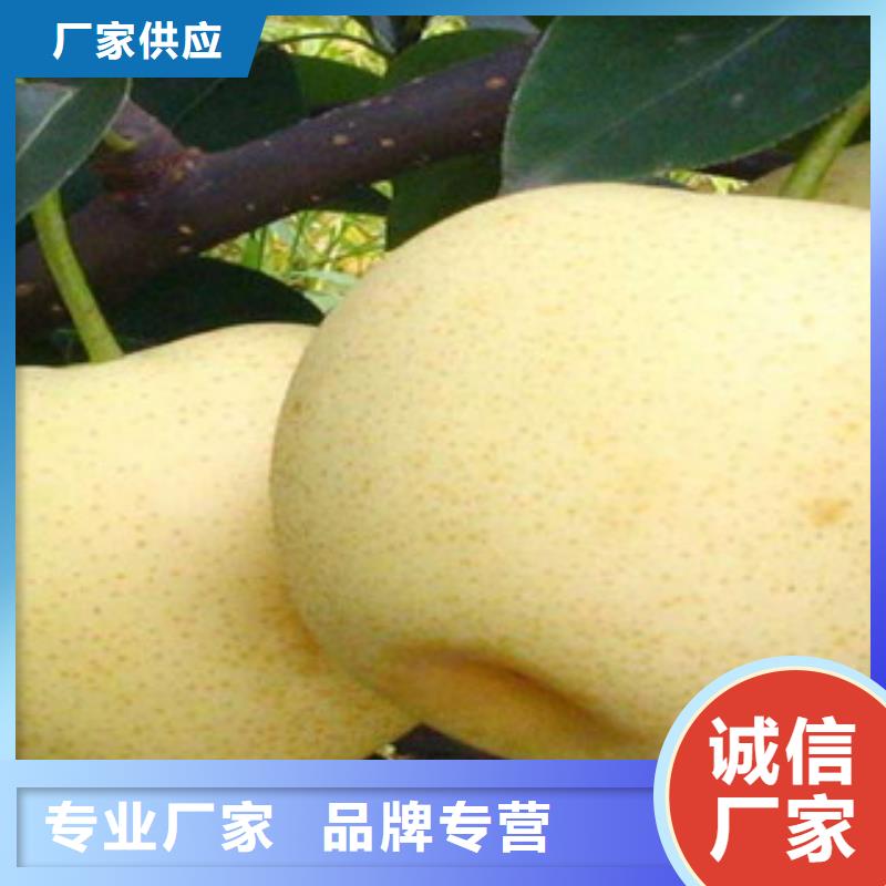 质量可靠的梨树苗供货商
