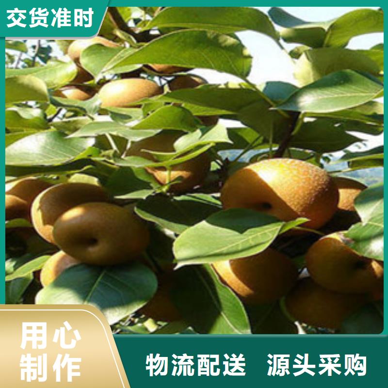 选购梨树苗可按需定制