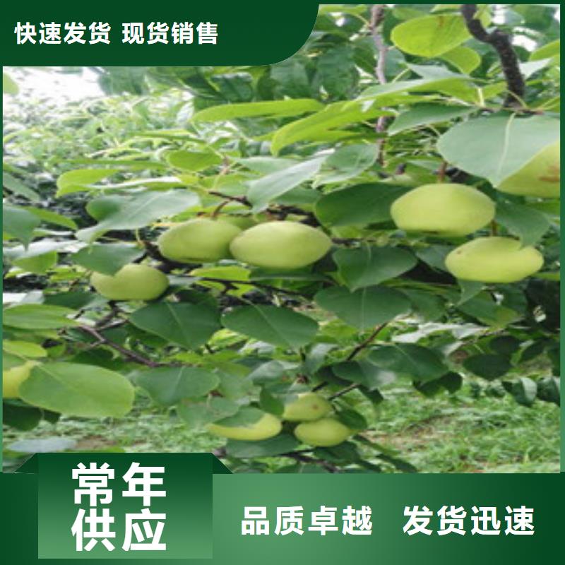 梨树苗全国包邮