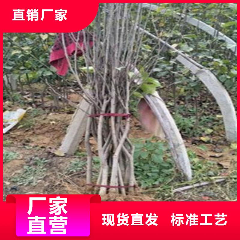 梨树苗本地正规大厂