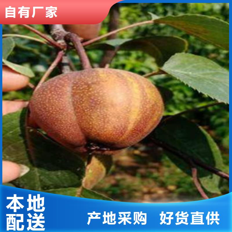 梨树苗全国包邮