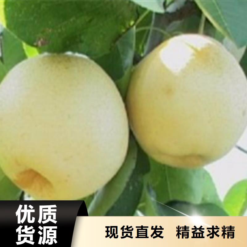 黄县长把梨树苗怎样