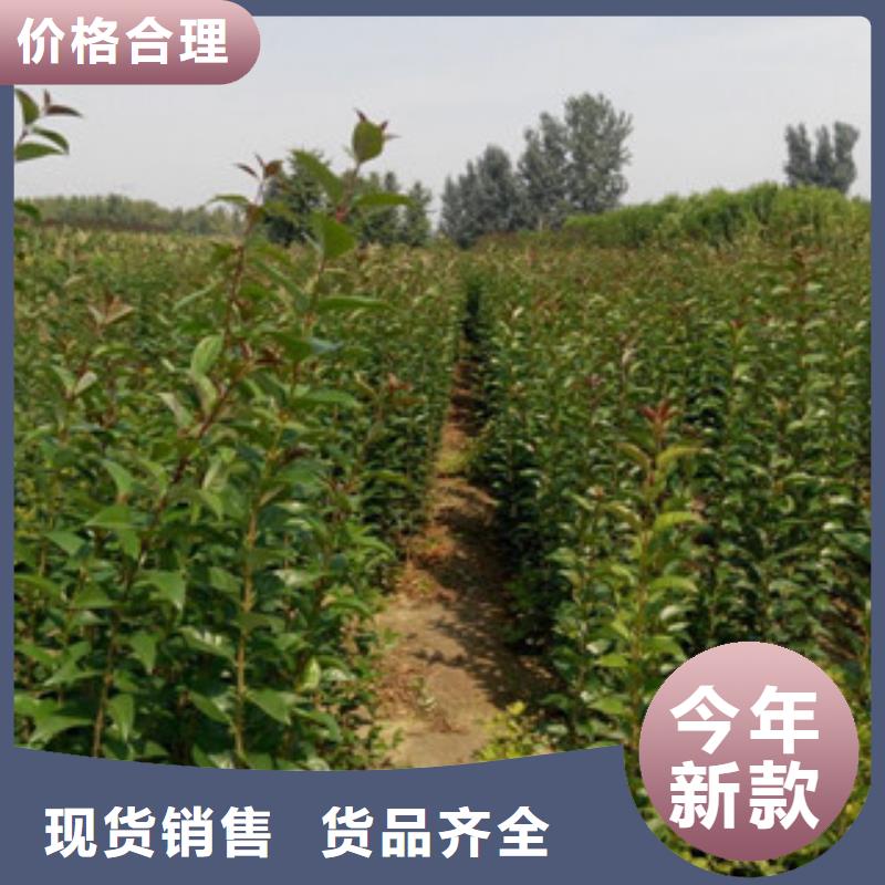 质量合格的梨树苗厂家