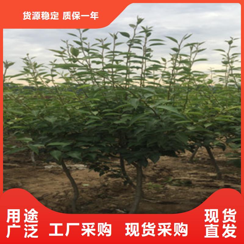 优质梨树苗供应商