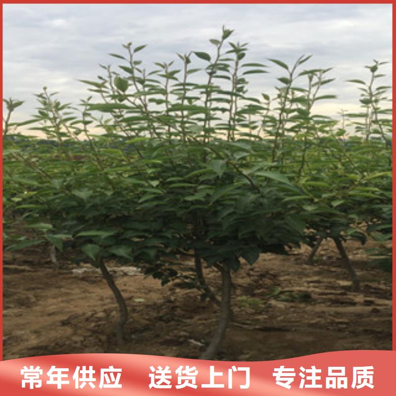 梨树苗-梨树苗质量可靠