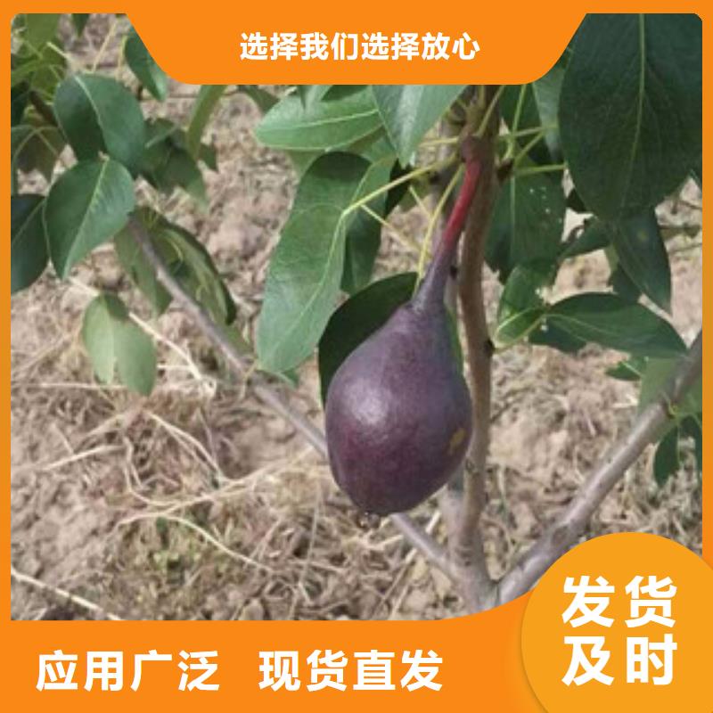 梨树苗批发厂家价格优惠