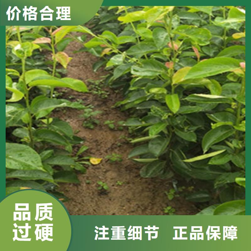 黄冠梨树苗生产基地