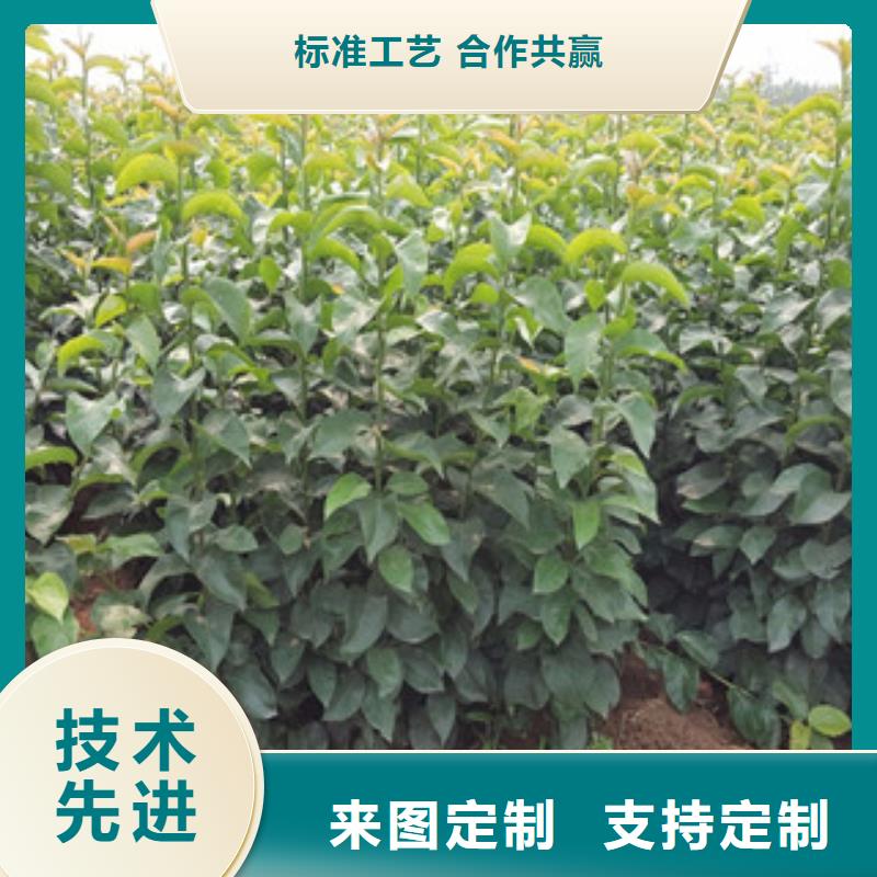 黄冠梨树苗生产基地
